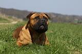 BULLMASTIFF 430